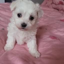 Maltanczyk mini miniaturka