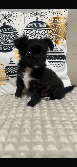 Cudowna sunia długowłosa rasy chihuahua