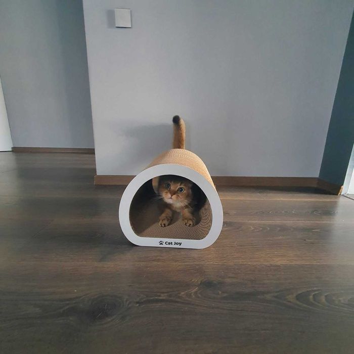 Когтеточка Ампір