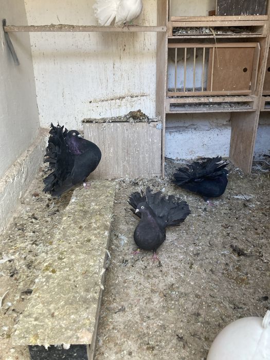 Gołębie pawiki pawie paw pawik likwidacja