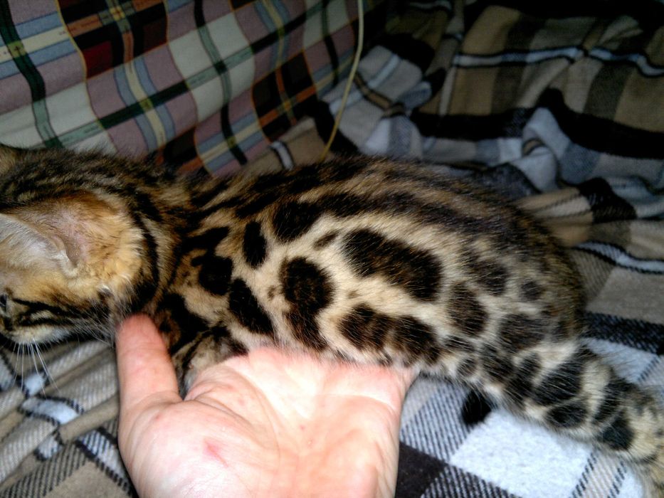 Клубні бенгальські кошенятка BENn24