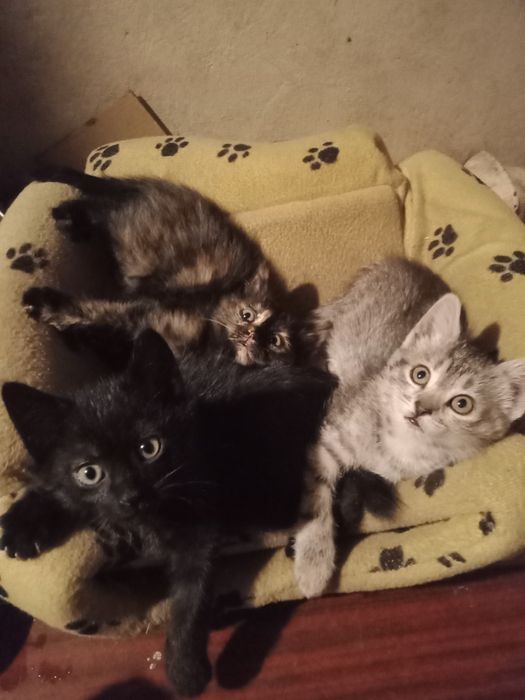 Котики в добрі руки.