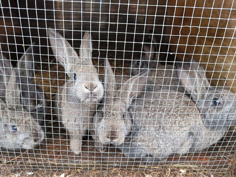 Króliki młode odsadki po dużych rodzicach