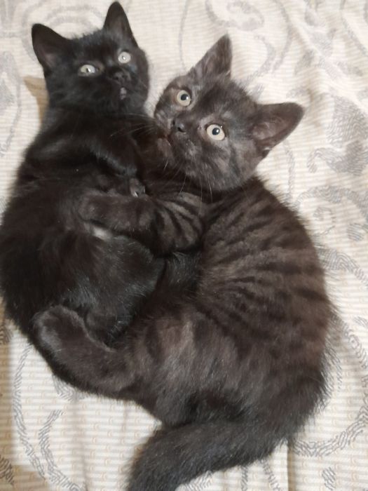 Шотландські кошенята