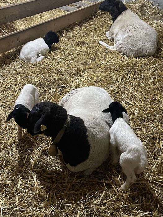 Племені козенята від 7500