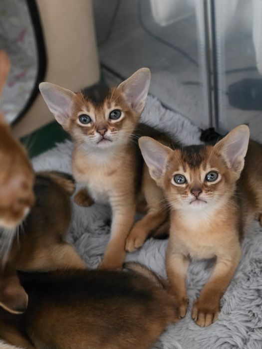 Kot abisynski kotek abisynski kociak