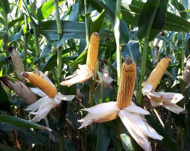 Nasiona kukurydzy HULK - wysoka, mocno ulistniona  na kiszonkę