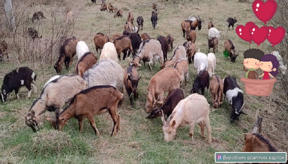 Козенята молочні