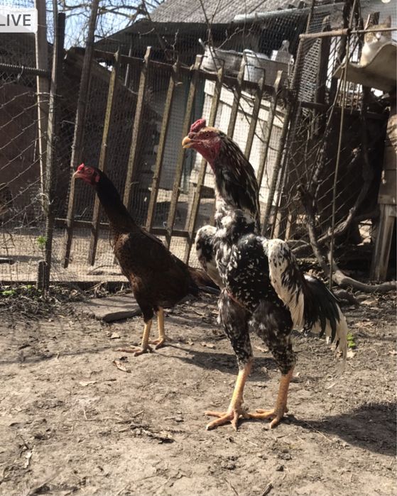 Куры и петухи Бойцовские О Шамо