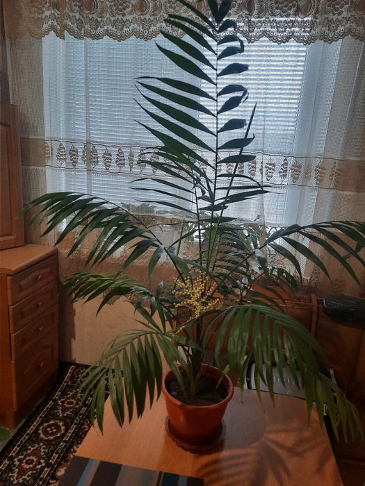 Пальма Канарская