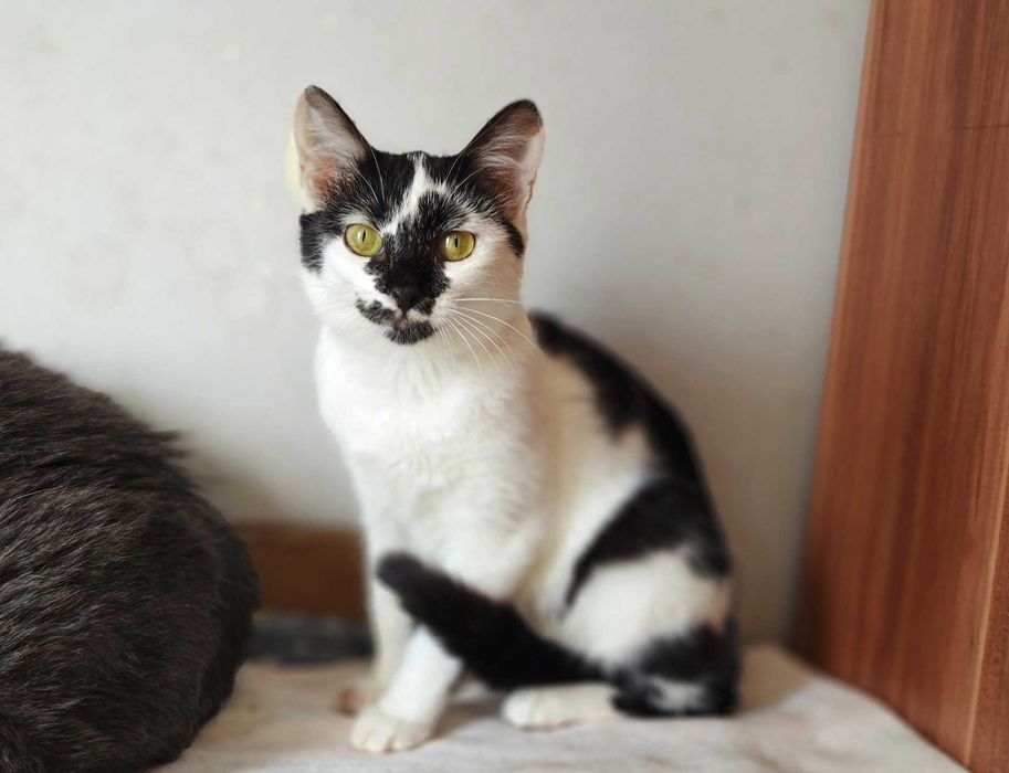 Гарна, незвичайна, екзотична кото-дівчинка Панді (4 міс.). Кошка