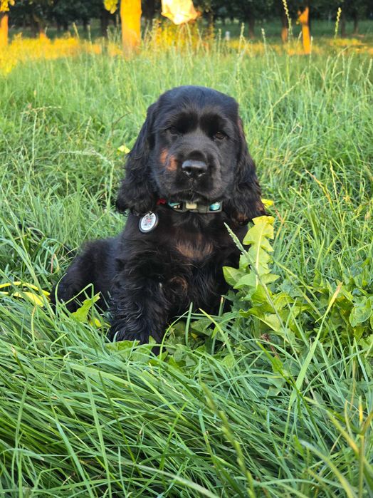 Cocker spaniel angielski.  CZARNA SUCZKA
