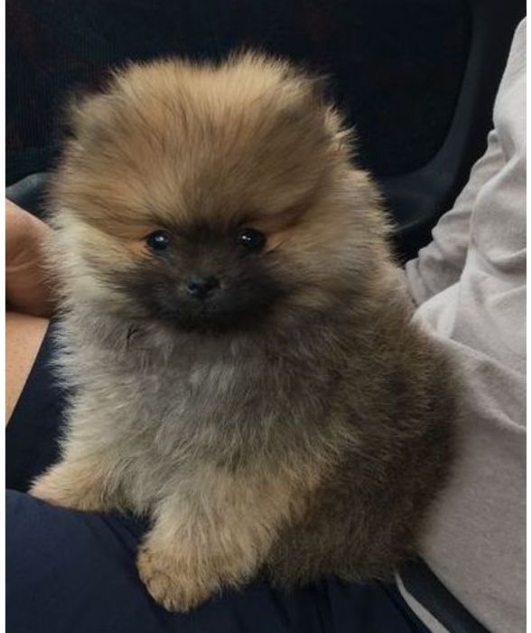 Spitz/ Lulu Pomerânia miniatura