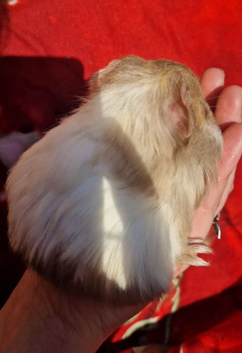 Морские свинки шелти шелті,морські свинки,морская свинка,морська свинк