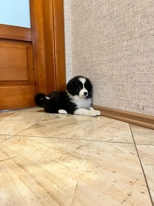 Border collie suczka