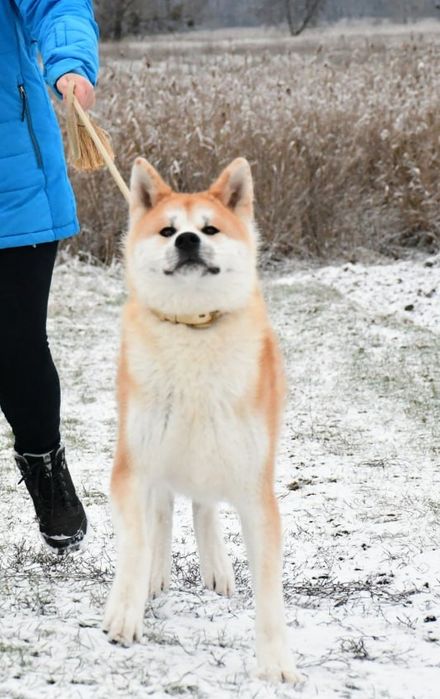 Акита ину, кобель,  Подросток.