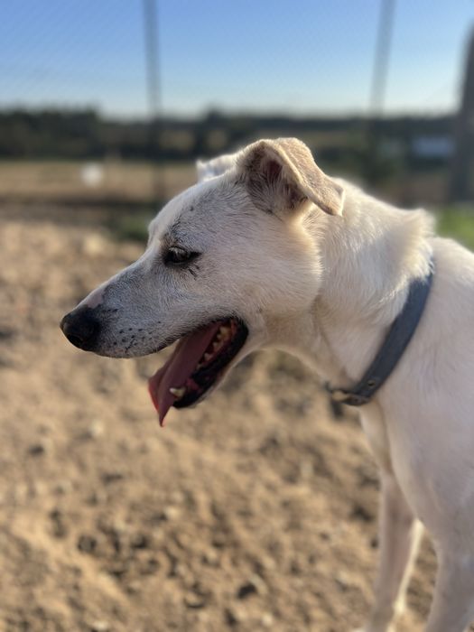 DODDY - cão para adoção responsável
