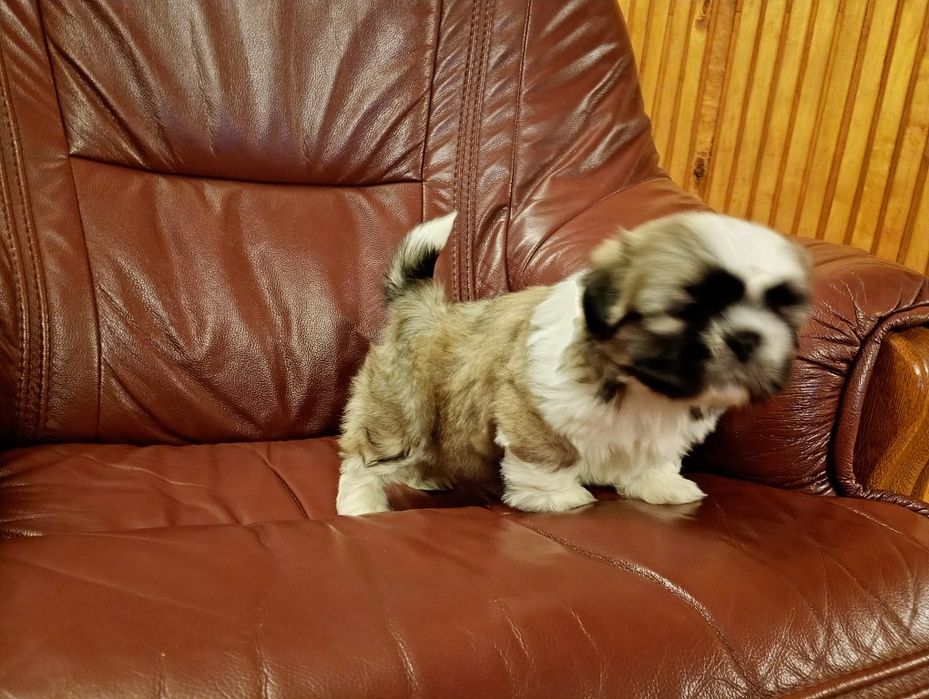 Shih tzu piesek z rodowodem
