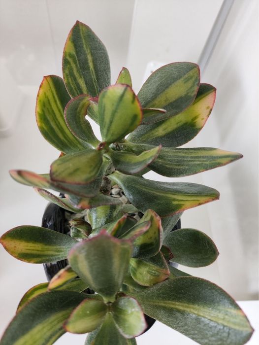 Красула Солана у керамічному горщику-вазі, ідеально на подарунок