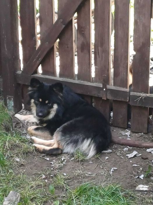 Oddamy Husky i mix owczarek :) adopcja