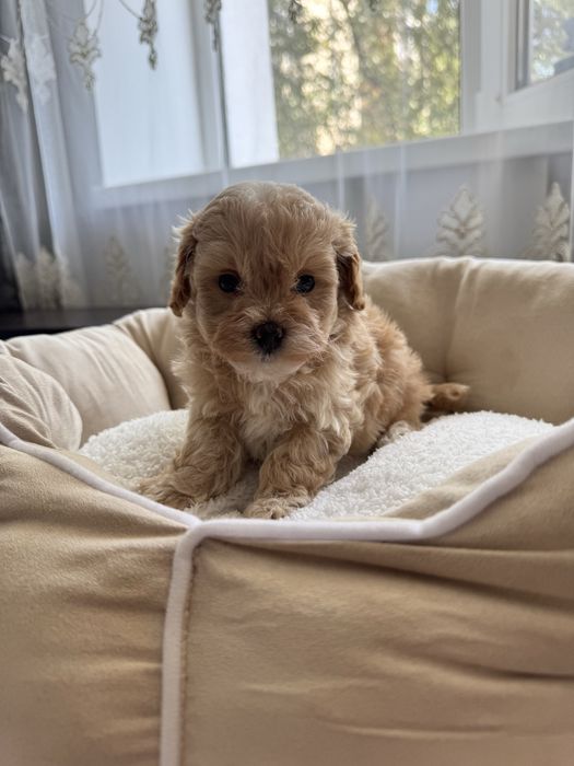 Мальтипу хлопчик