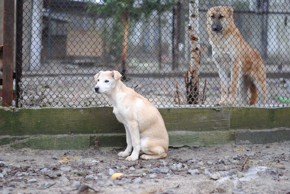 Хлопчики в добрі руки
