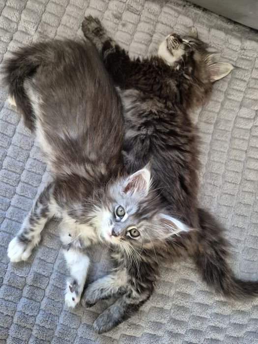 Piękna kotka Maine coon