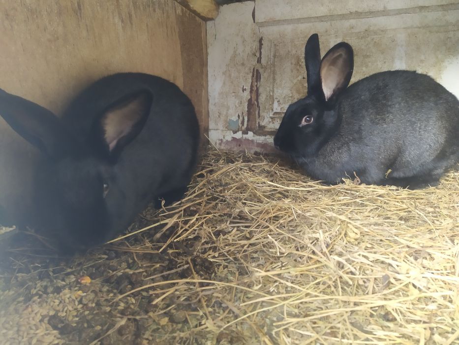 Продам 2 Крілички  під Спарювання Полтавське Срібло