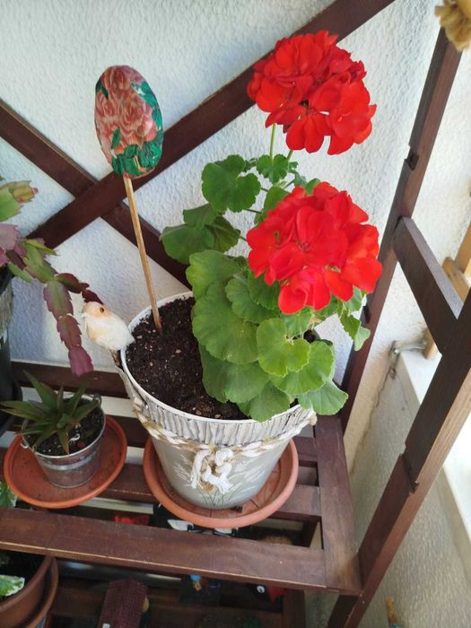 Plantas muito bem cuidadas.