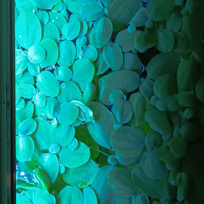 Piękna Roślina pływająca