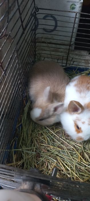 Кролики карликовые