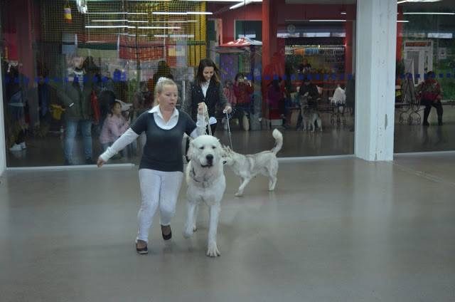 Вязка САО алабай,туркмен.КСУ.