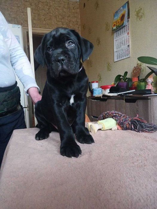 Цуценята кане корсо