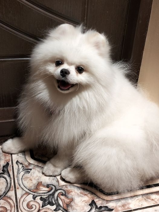 Шпіц померанський в'язка