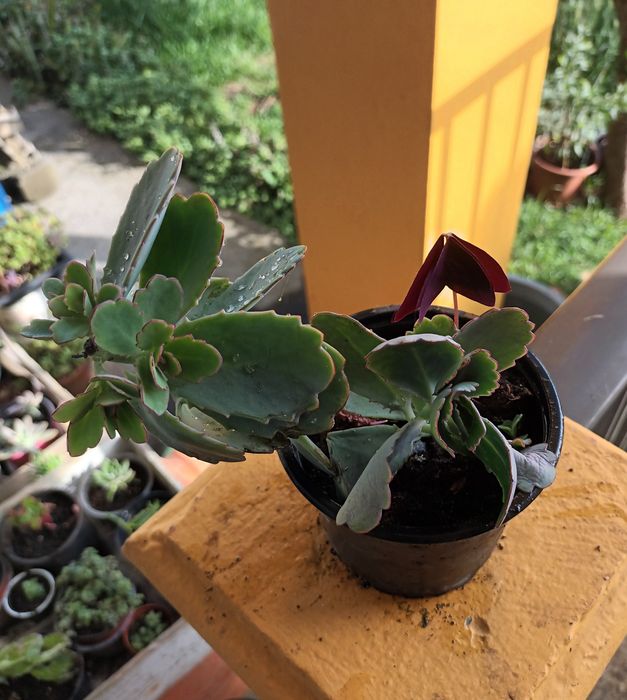 Suculentas primaveris