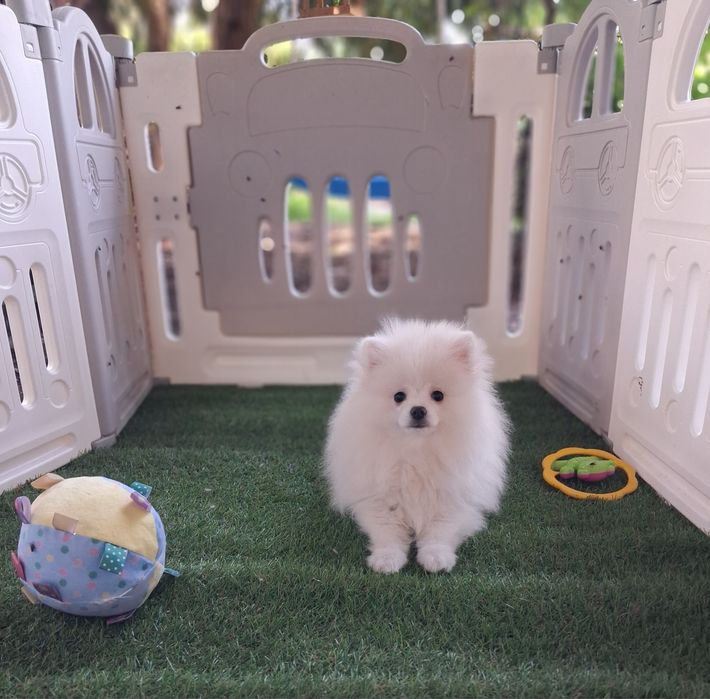 Sunia  pomeranian  szpic miniaturowy