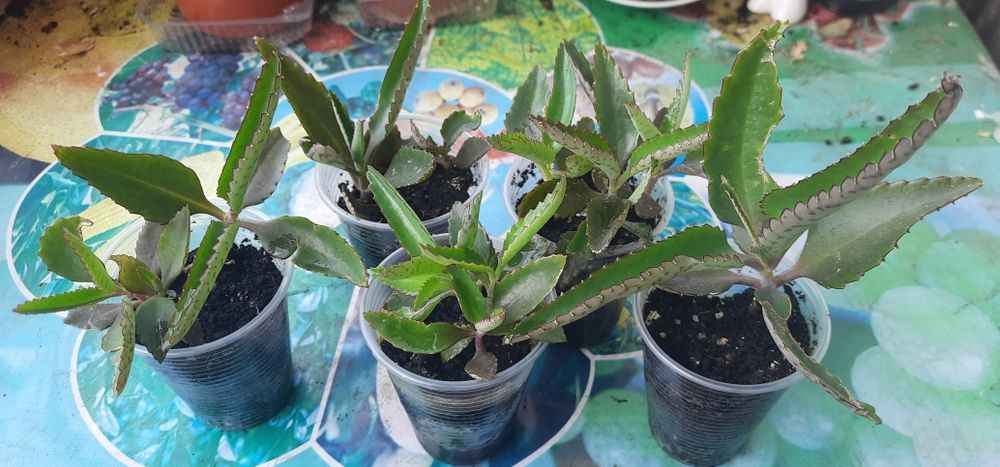 Продам каланхоэ..