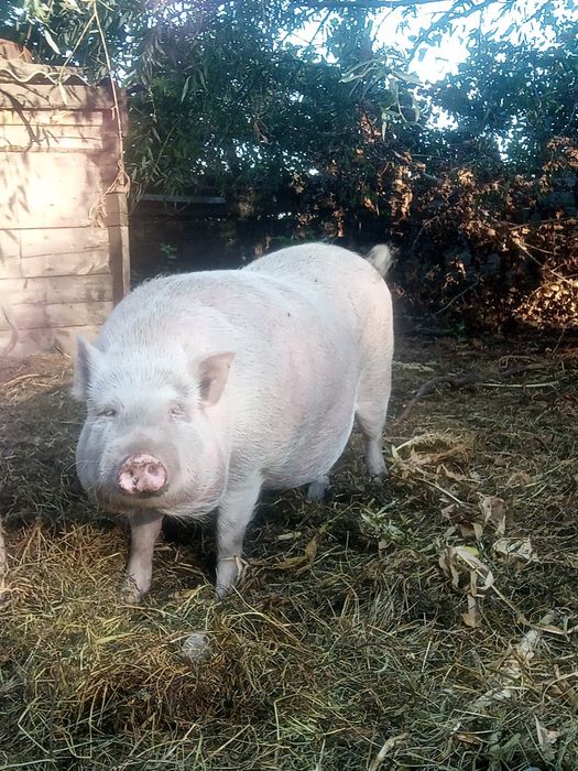 Продам в'єтнамських поросят