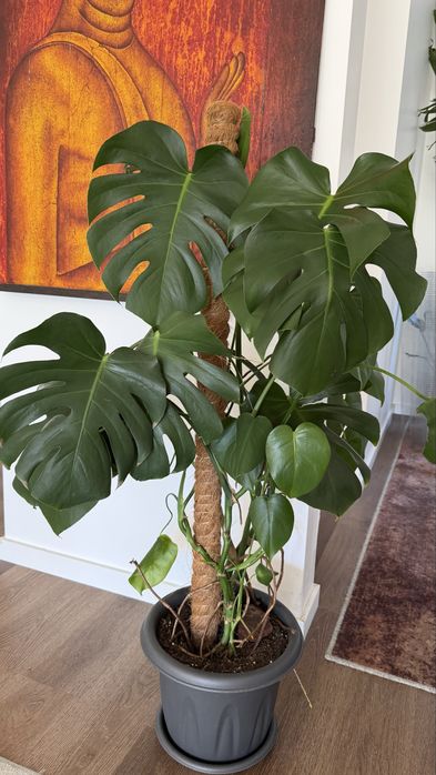 Planta Monstera com 100cm