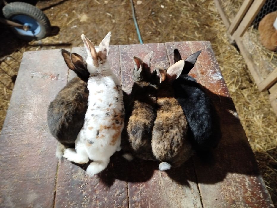 Sprzedam króliki różnej czystej rasy (opis)