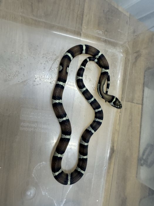 Wąż zbożowy z 2025r młode samiczki i samce