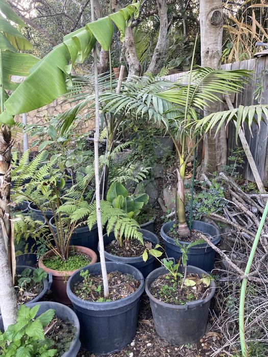 Palmeira real australiana para jardins tropicais