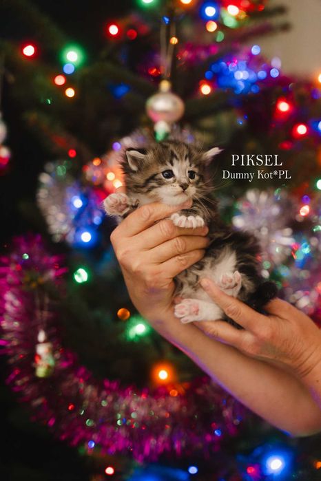 Kocurek Norweski Leśny z rodowodem