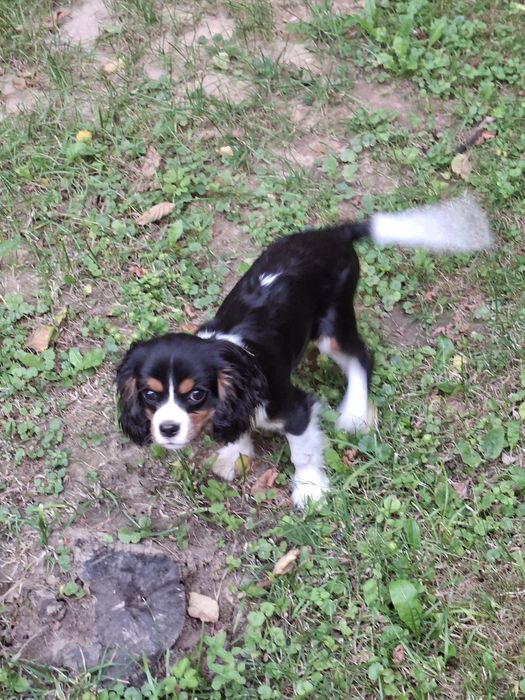 Cavalier King Charles Spaniel suczka wspaniała