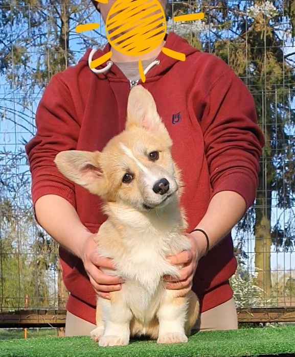 Welsh corgi pembroke FCI