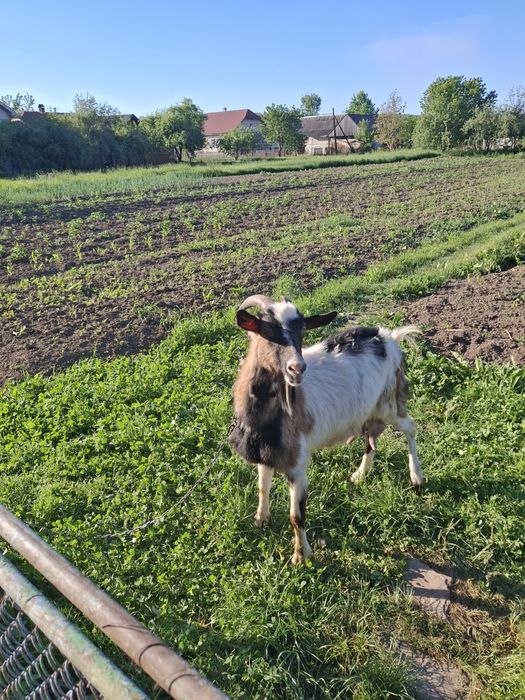 Продам козу Дійна.