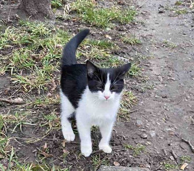 Котик, безкоштовно