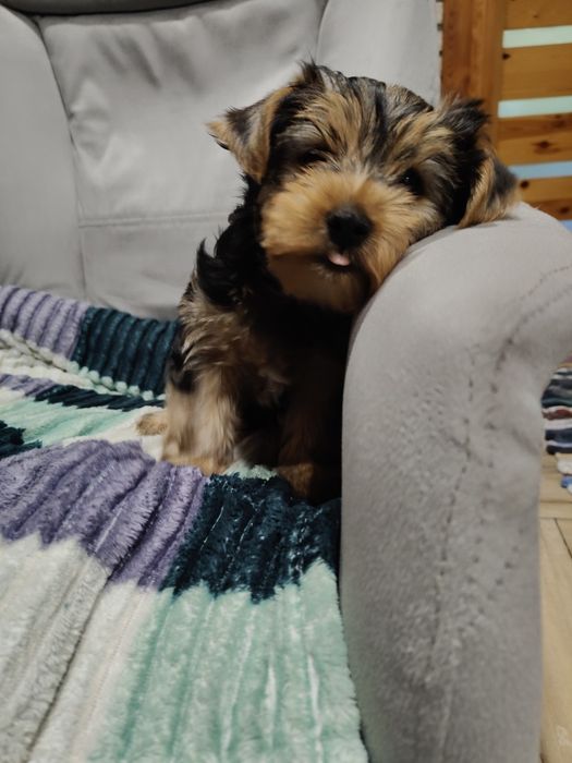 Yorkshire terrier