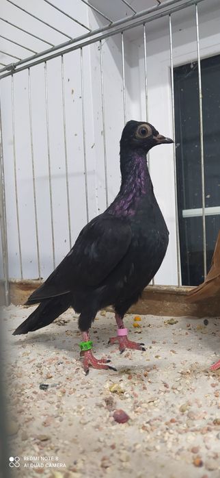 Wiedeńskie Wiedeński Samica