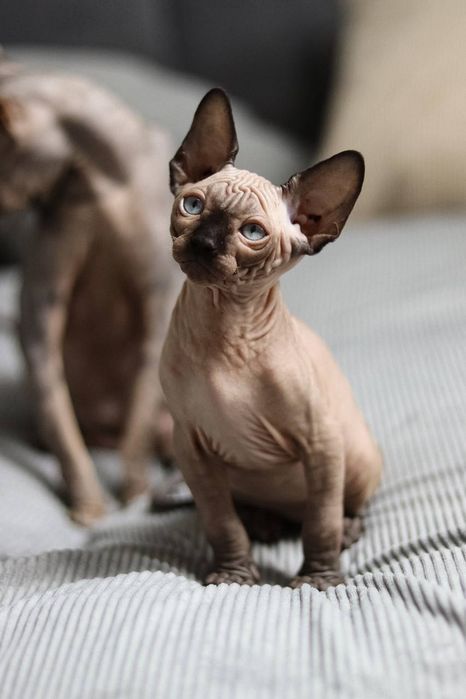 Kocurek sfinks kanadyjski